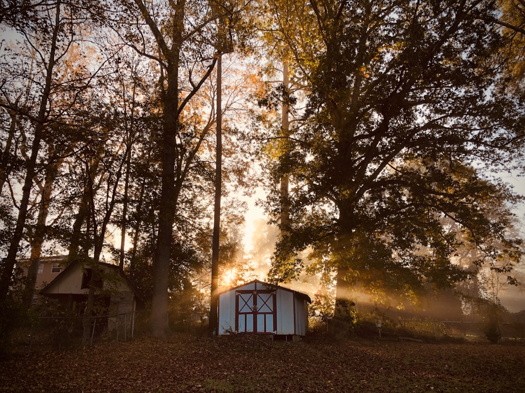 Shed Build